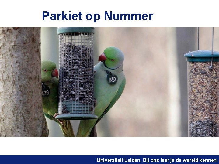 Parkiet op Nummer https: //www. youtube. com/watch? v=EM UPr 28 v_aoz Universiteit Leiden. Bij