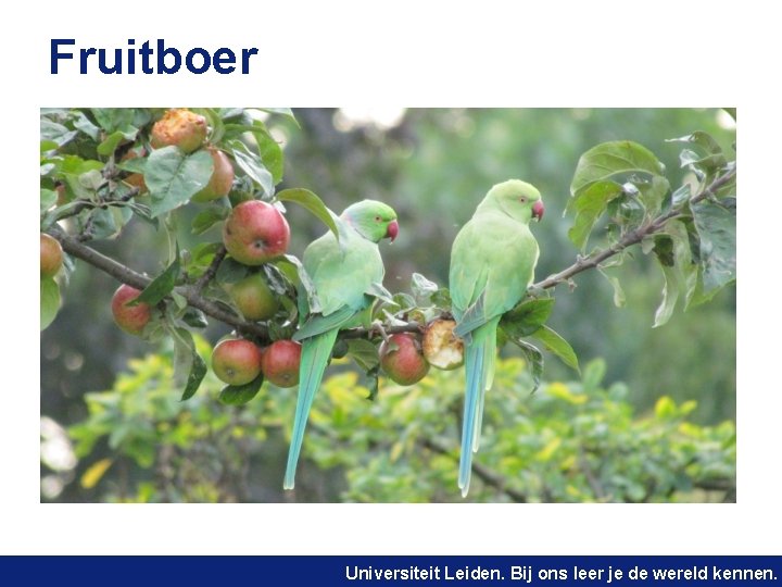 Fruitboer Universiteit Leiden. Bij ons leer je de wereld kennen. 