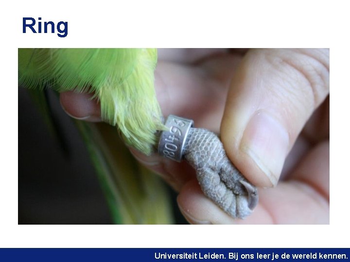 Ring Universiteit Leiden. Bij ons leer je de wereld kennen. 