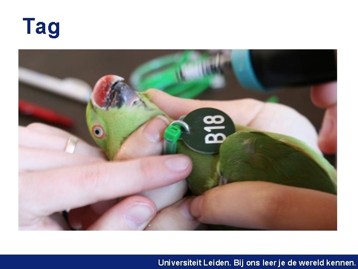 Tag Universiteit Leiden. Bij ons leer je de wereld kennen. 