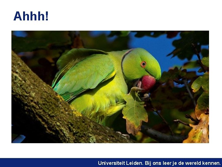 Ahhh! Universiteit Leiden. Bij ons leer je de wereld kennen. 