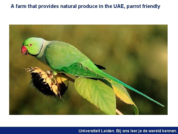 A farm that provides natural produce in the UAE, parrot friendly Universiteit Leiden. Bij