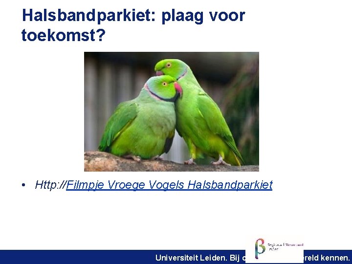 Halsbandparkiet: plaag voor toekomst? • Http: //Filmpje Vroege Vogels Halsbandparkiet Universiteit Leiden. Bij ons