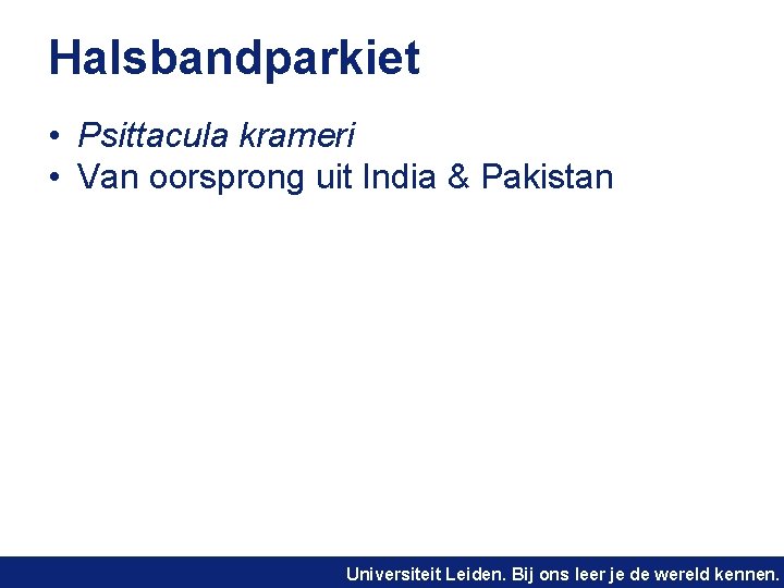Halsbandparkiet • Psittacula krameri • Van oorsprong uit India & Pakistan Universiteit Leiden. Bij