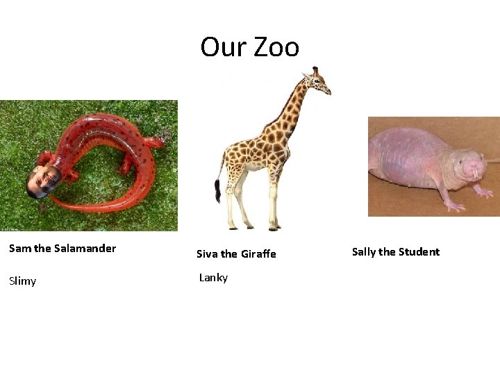 Our Zoo Sam the Salamander Siva the Giraffe Slimy Lanky Sally the Student 