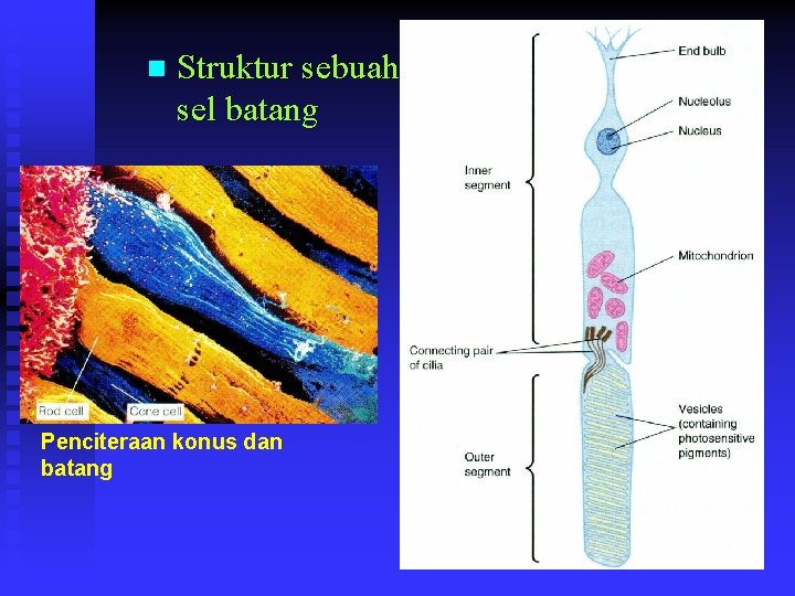 n Struktur sebuah sel batang Penciteraan konus dan batang 