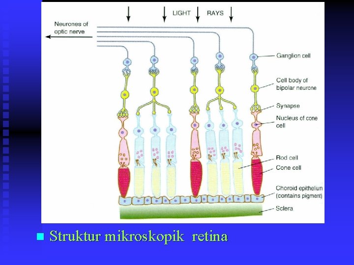 n Struktur mikroskopik retina 