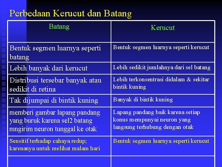 Perbedaan Kerucut dan Batang Kerucut Bentuk segmen luarnya seperti batang Lebih banyak dari kerucut