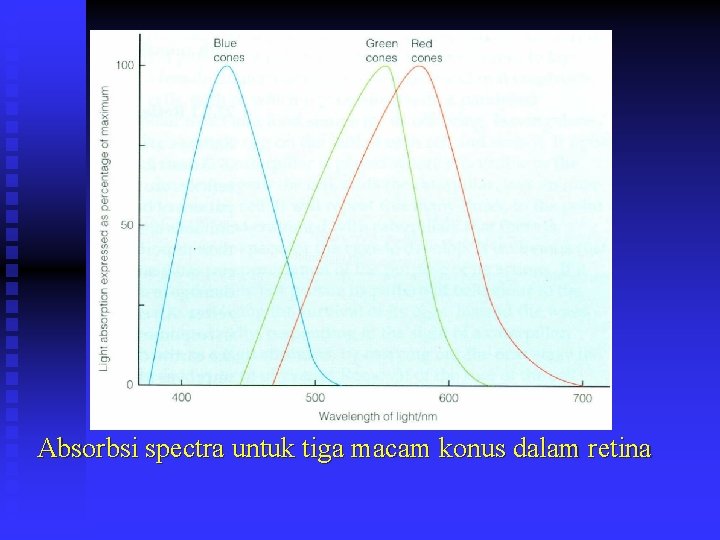 Absorbsi spectra untuk tiga macam konus dalam retina 