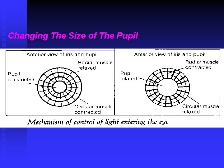 Changing The Size of The Pupil 