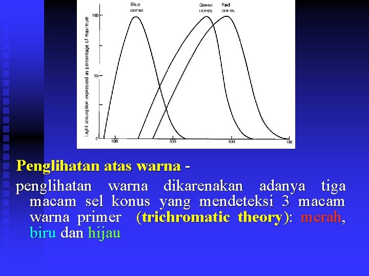 Penglihatan atas warna penglihatan warna dikarenakan adanya tiga macam sel konus yang mendeteksi 3