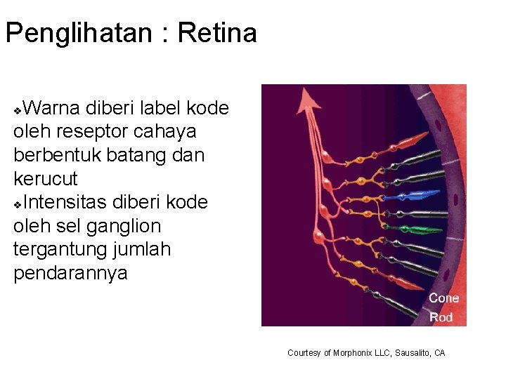 Penglihatan : Retina Warna diberi label kode oleh reseptor cahaya berbentuk batang dan kerucut