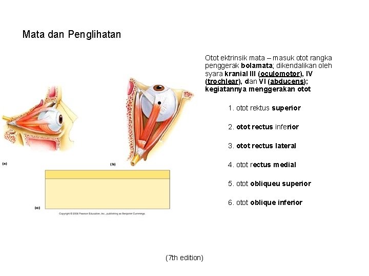 Mata dan Penglihatan Otot ektrinsik mata – masuk otot rangka penggerak bolamata; dikendalikan oleh