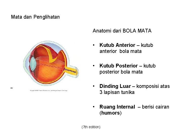 Mata dan Penglihatan Anatomi dari BOLA MATA • Kutub Anterior – kutub anterior bola