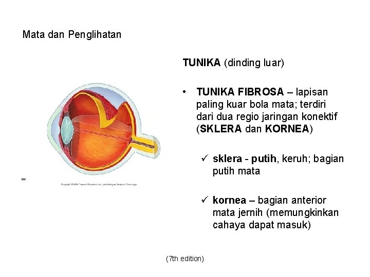 Mata dan Penglihatan TUNIKA (dinding luar) • TUNIKA FIBROSA – lapisan paling kuar bola