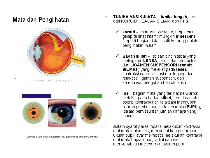 Mata dan Penglihatan • TUNIKA VASIKULATA – tunika tengah; terdiri dari KOROID , BADAN