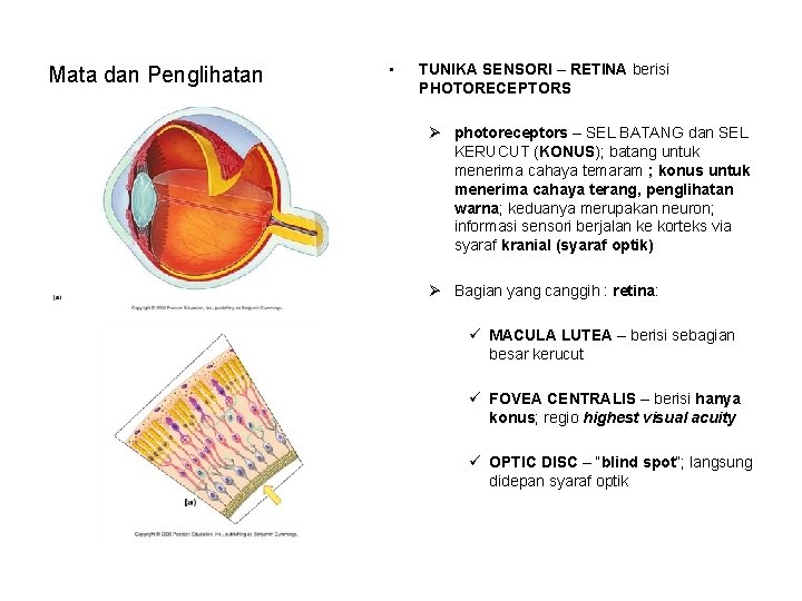 Mata dan Penglihatan • TUNIKA SENSORI – RETINA berisi PHOTORECEPTORS Ø photoreceptors – SEL