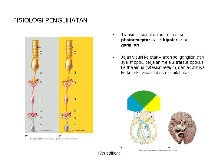 FISIOLOGI PENGLIHATAN • Transmisi signal dalam retina : sel photoreceptor sel bipolar sel ganglion