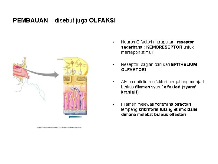 PEMBAUAN – disebut juga OLFAKSI • Neuron Olfactori merupakan reseptor sederhana : KEMORESEPTOR untuk