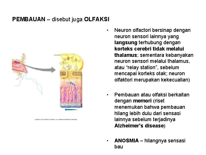 PEMBAUAN – disebut juga OLFAKSI • Neuron olfactori bersinap dengan neuron sensori lainnya yang