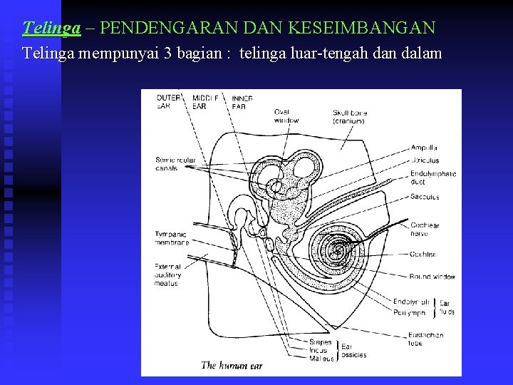 Telinga – PENDENGARAN DAN KESEIMBANGAN Telinga mempunyai 3 bagian : telinga luar-tengah dan dalam