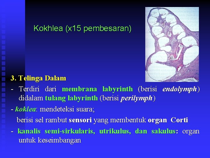 Kokhlea (x 15 pembesaran) 3. Telinga Dalam - Terdiri dari membrana labyrinth (berisi endolymph)