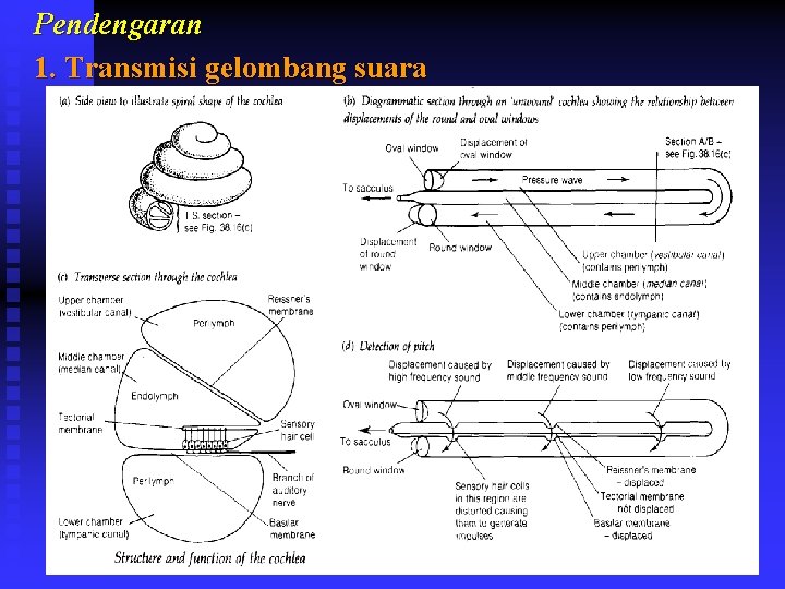 Pendengaran 1. Transmisi gelombang suara 