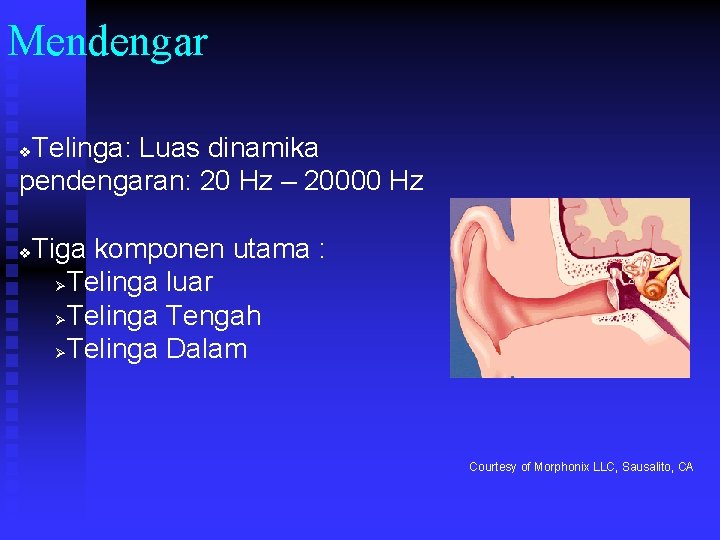 Mendengar Telinga: Luas dinamika pendengaran: 20 Hz – 20000 Hz v v Tiga komponen