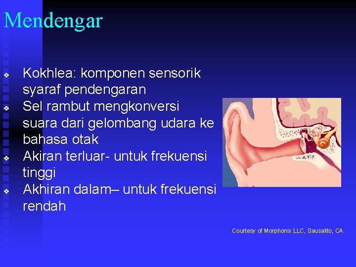 Mendengar v v Kokhlea: komponen sensorik syaraf pendengaran Sel rambut mengkonversi suara dari gelombang