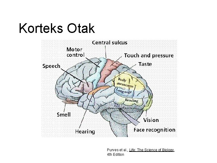 Korteks Otak Purves et al. , Life: The Science of Biology, 4 th Edition