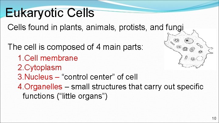Eukaryotic Cells found in plants, animals, protists, and fungi The cell is composed of