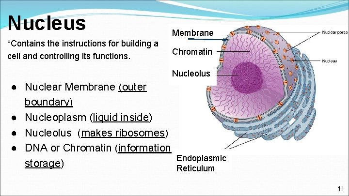 Nucleus Membrane *Contains the instructions for building a cell and controlling its functions. Chromatin