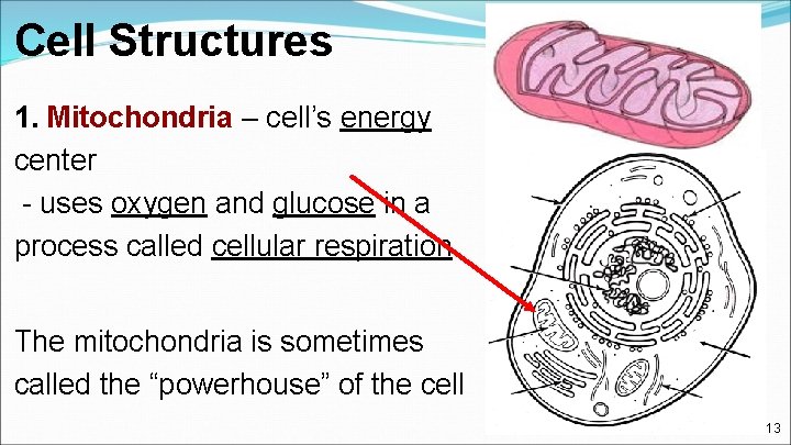 Cell Structures 1. Mitochondria – cell’s energy center - uses oxygen and glucose in