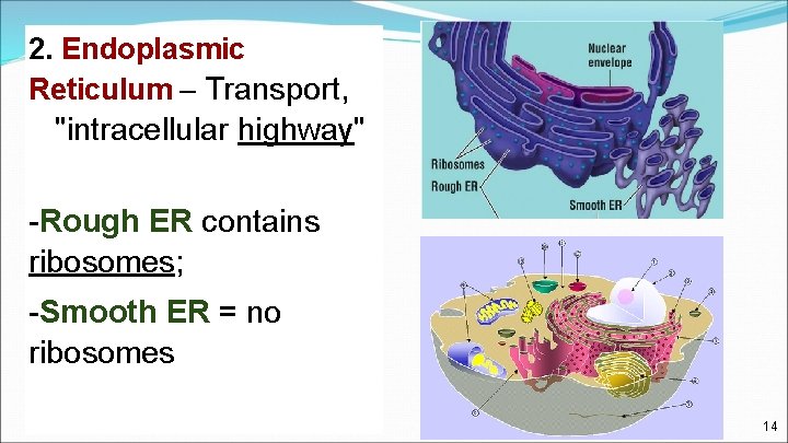 2. Endoplasmic Reticulum – Transport, "intracellular highway" -Rough ER contains ribosomes; -Smooth ER =