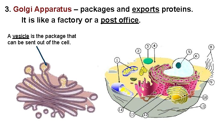3. Golgi Apparatus – packages and exports proteins. It is like a factory or
