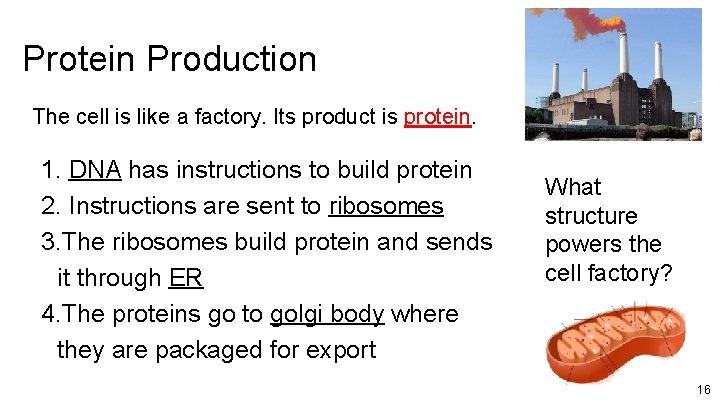 Protein Production The cell is like a factory. Its product is protein. 1. DNA