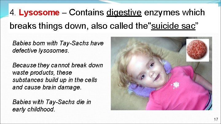 4. Lysosome – Contains digestive enzymes which breaks things down, also called the"suicide sac”