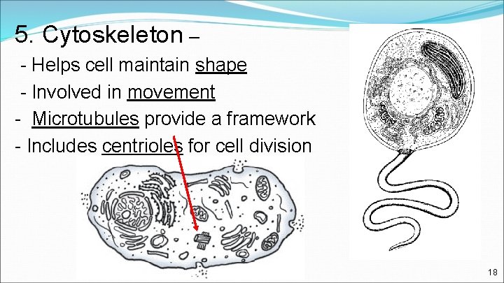 5. Cytoskeleton – - Helps cell maintain shape - Involved in movement - Microtubules