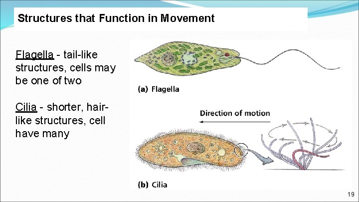 Structures that Function in Movement Flagella - tail-like structures, cells may be one of