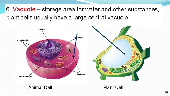6. Vacuole – storage area for water and other substances, plant cells usually have