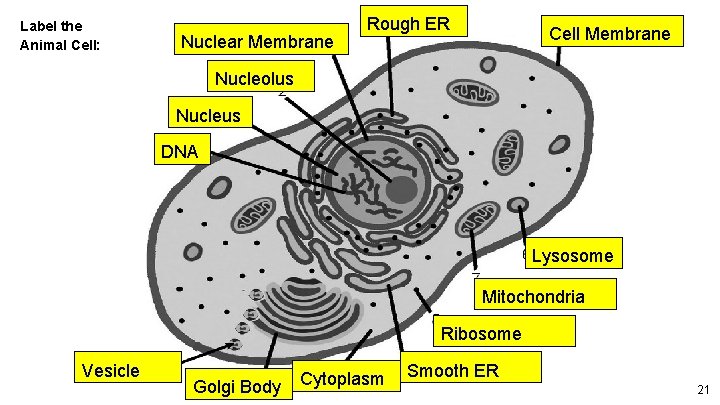 Label the Animal Cell: Nuclear Membrane Rough ER Cell Membrane Nucleolus Nucleus DNA Lysosome