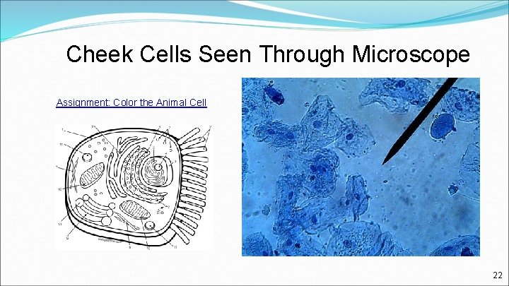 Cheek Cells Seen Through Microscope Assignment: Color the Animal Cell 22 