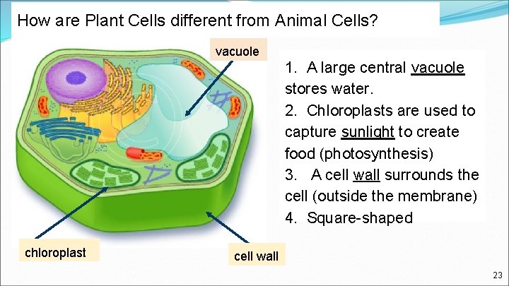How are Plant Cells different from Animal Cells? vacuole chloroplast 1. A large central