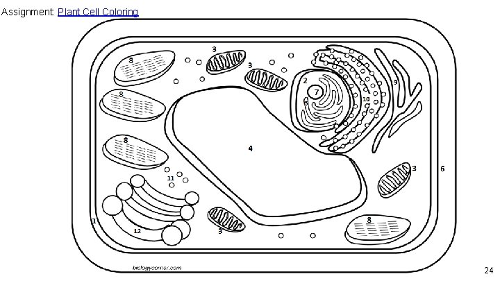 Assignment: Plant Cell Coloring 24 