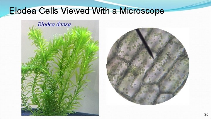Elodea Cells Viewed With a Microscope 25 