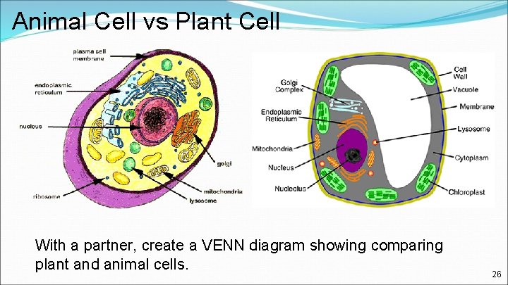 Animal Cell vs Plant Cell With a partner, create a VENN diagram showing comparing