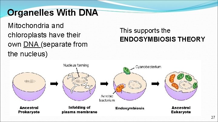 Organelles With DNA Mitochondria and chloroplasts have their own DNA (separate from the nucleus)