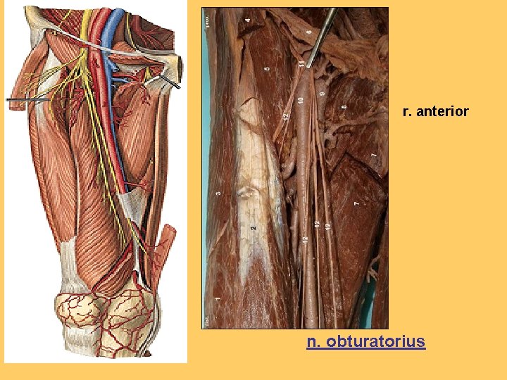 r. anterior n. obturatorius 