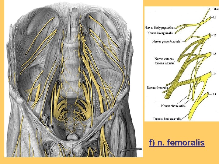 f) n. femoralis 