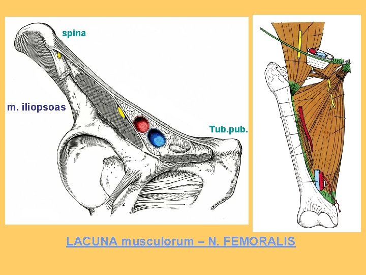 spina m. iliopsoas Tub. pub. LACUNA musculorum – N. FEMORALIS 